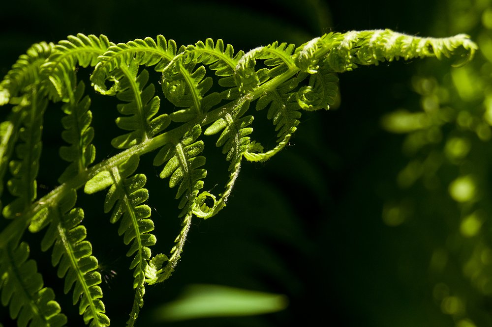 Photograph by Lena Latova