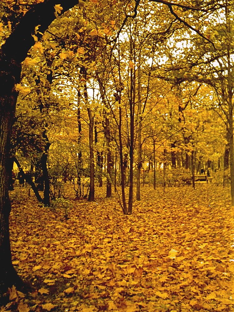 Ленинградская осень