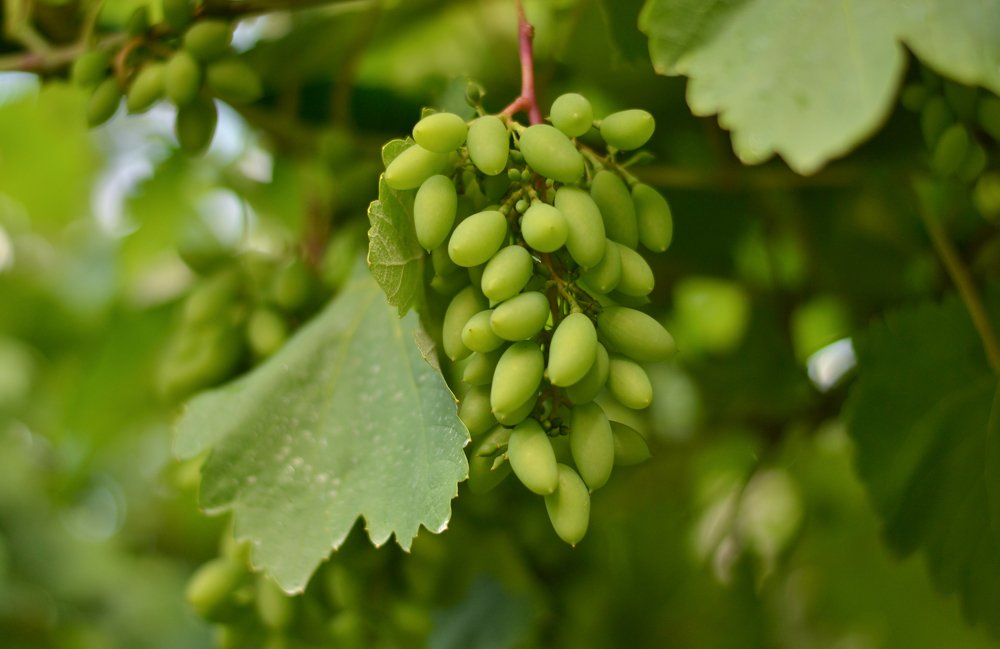 Photograph by Елена Зоря