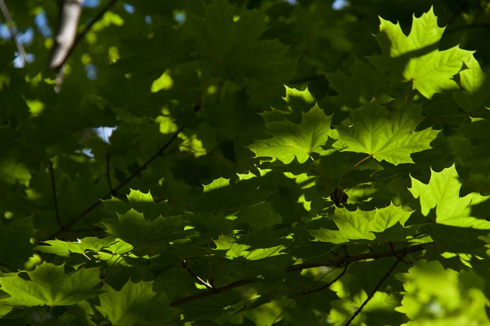 Photograph by Алёна Гильмуллина