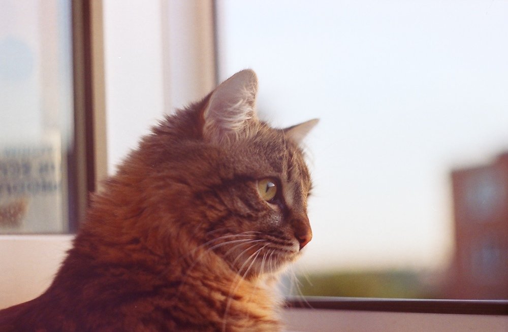 Photograph by Кристина Шигина