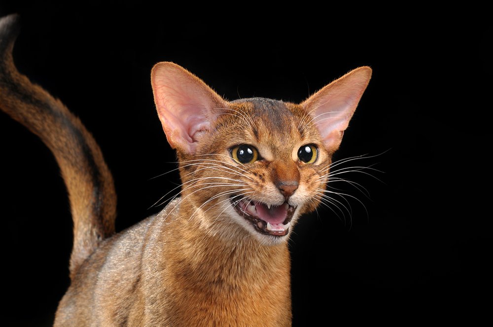 Photograph by Елена Дзюбанова