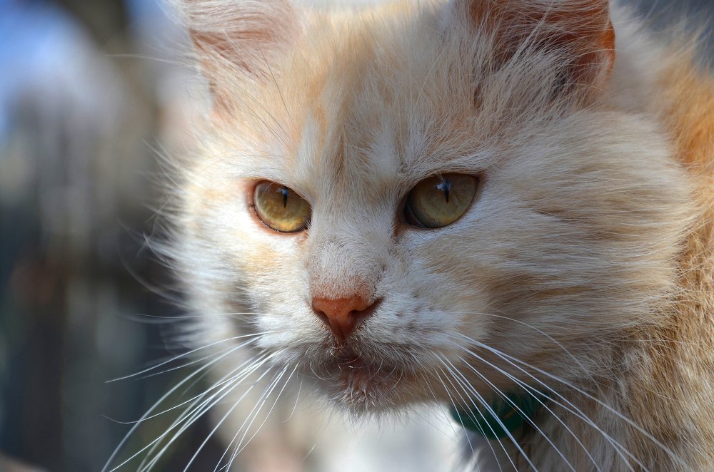 Photograph by  Лена