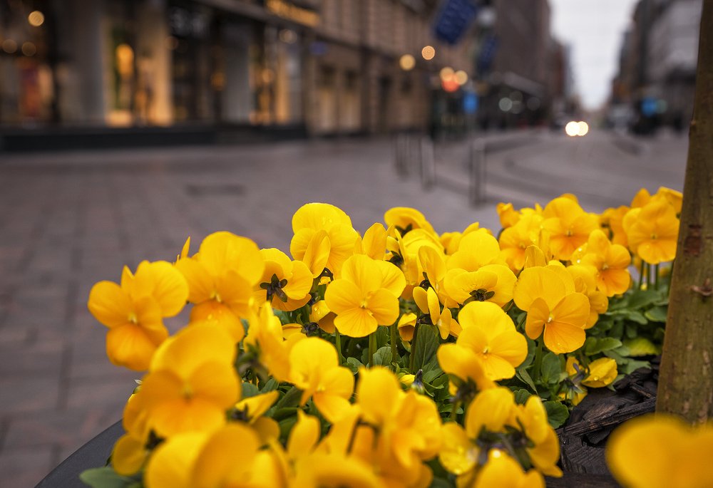 Photograph by Елена Каретина