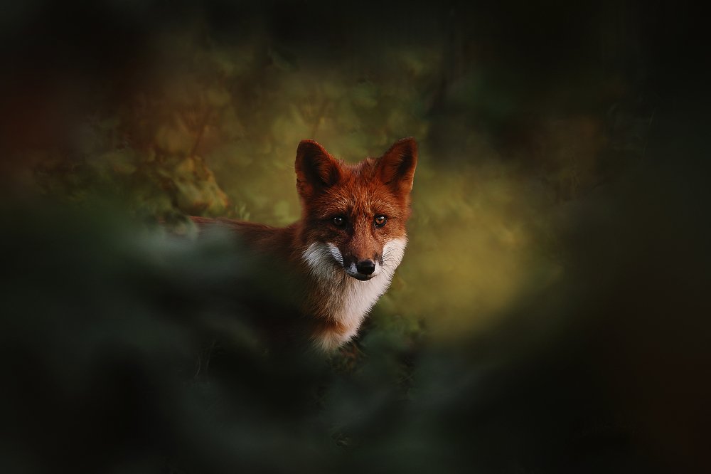 Photograph by Ксения Лысенкова