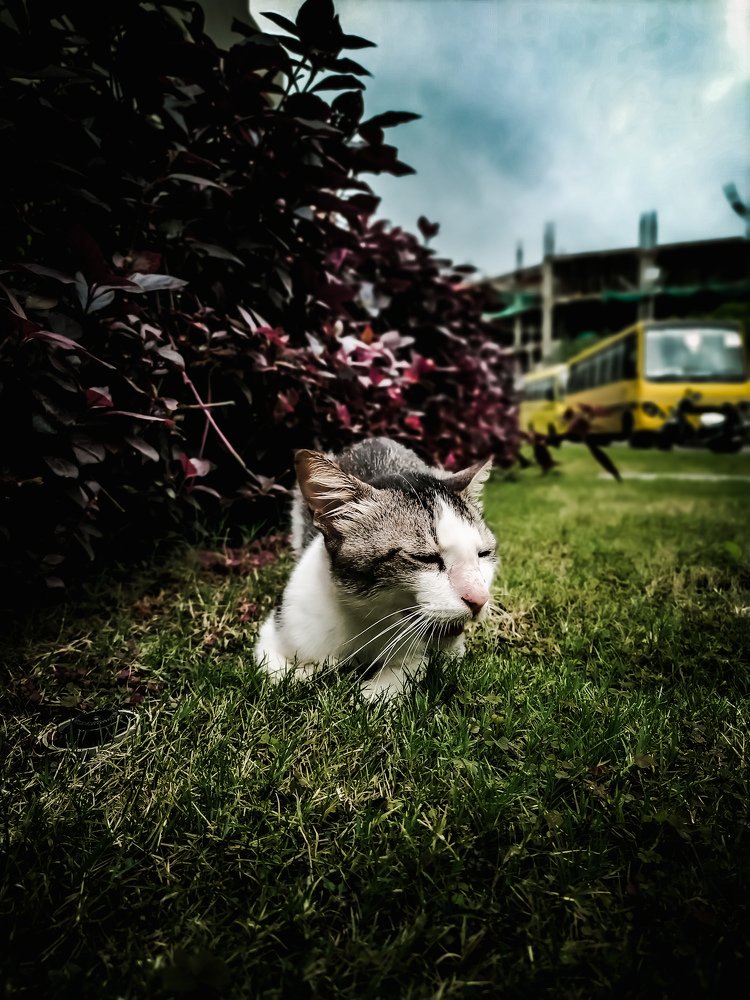 Photograph by Rohit Tonapi