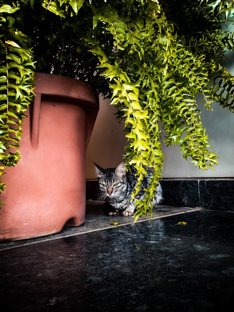 Photograph by Rohit Tonapi