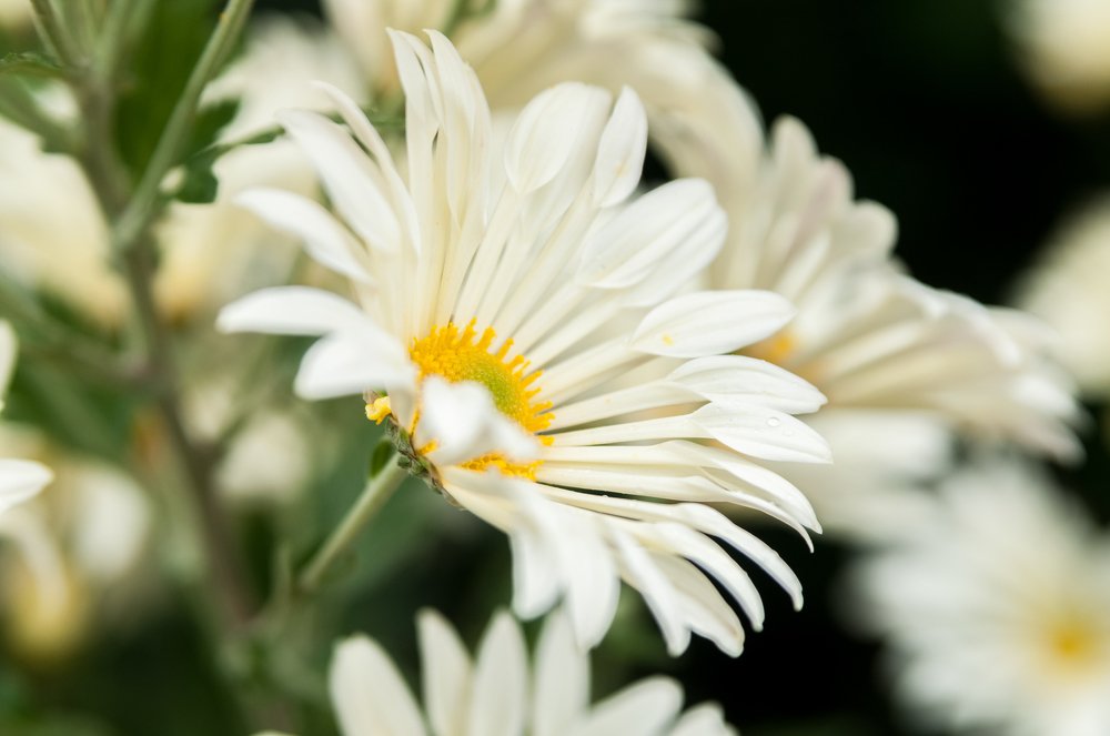 Photograph by Михаил Курихин