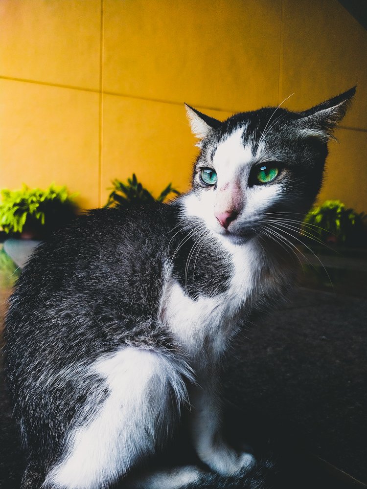 Photograph by Rohit Tonapi