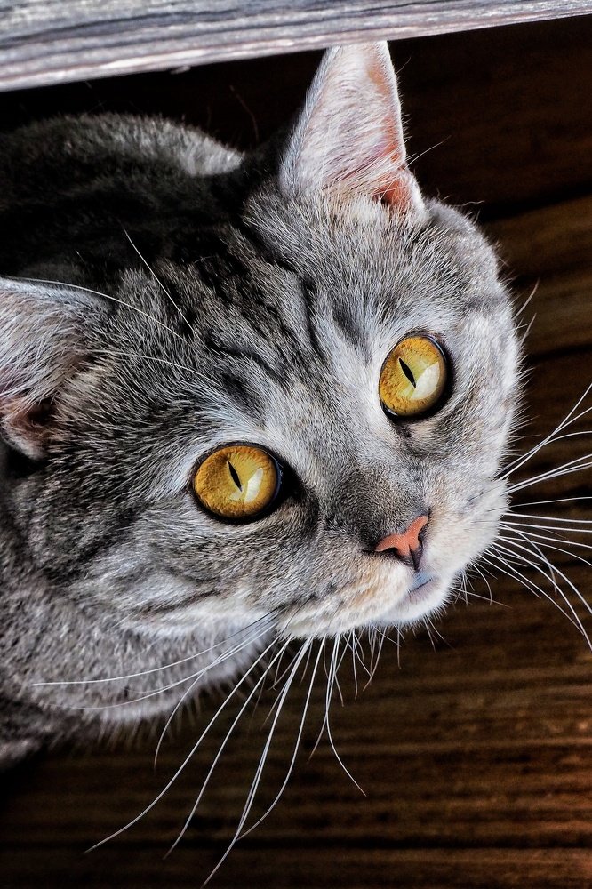 Photograph by Илья Шамин