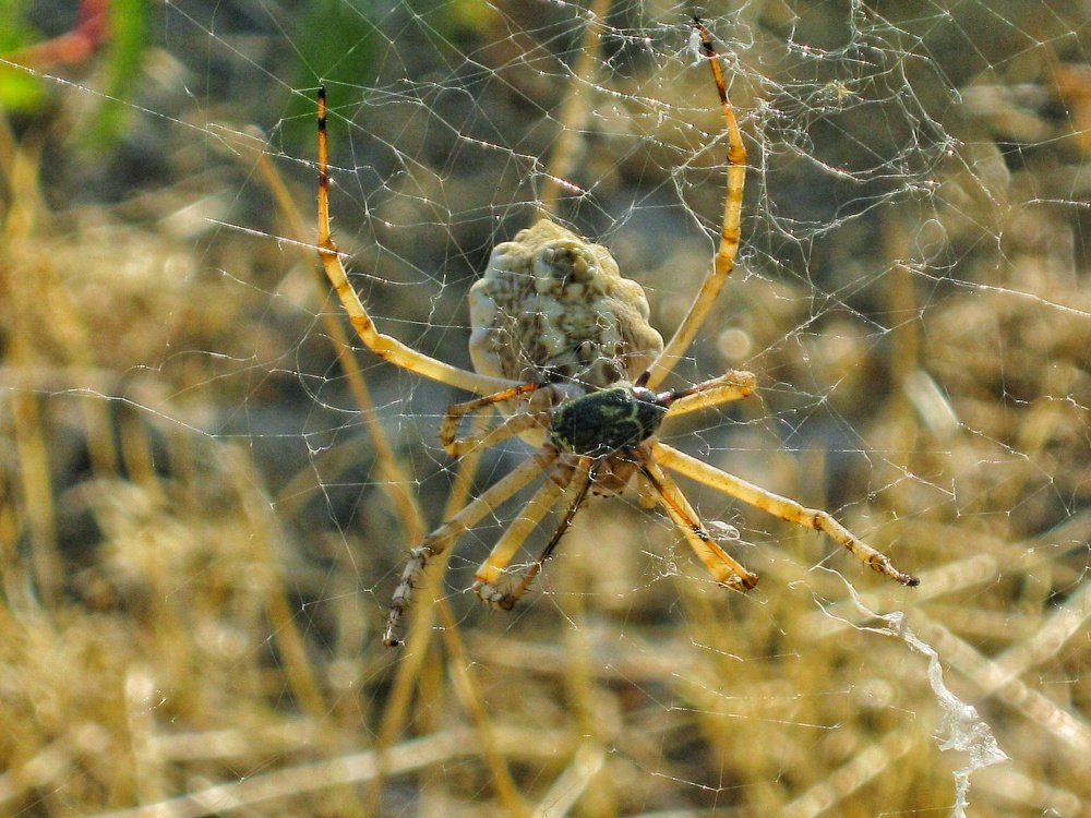 Photograph by Mazhar Khalkhal