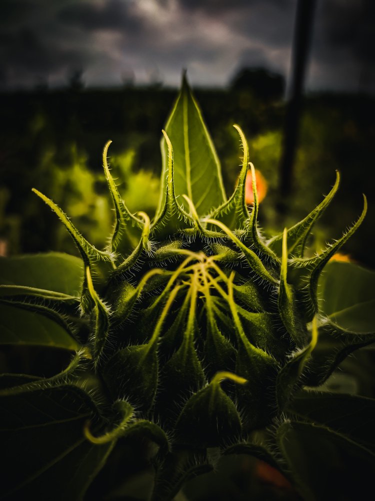 Photograph by Rohit Tonapi