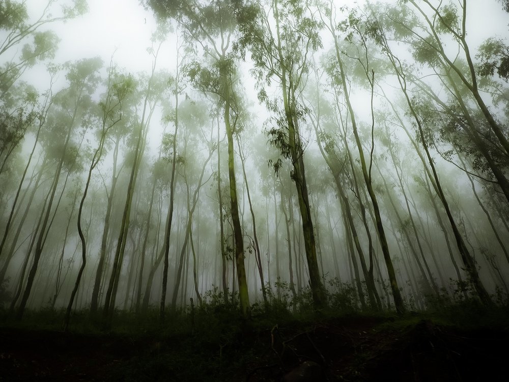 Photograph by Rohit Tonapi