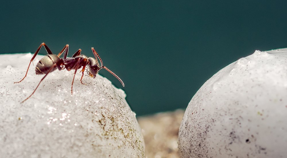 Photograph by Omar Bariffi