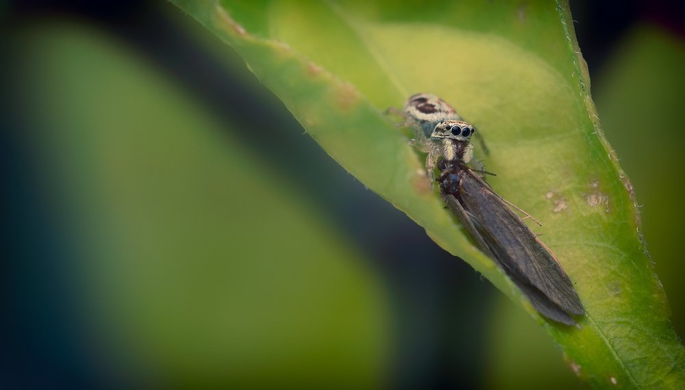 Photograph by Omar Bariffi