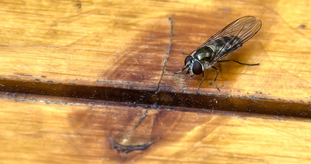 Photograph by Omar Bariffi