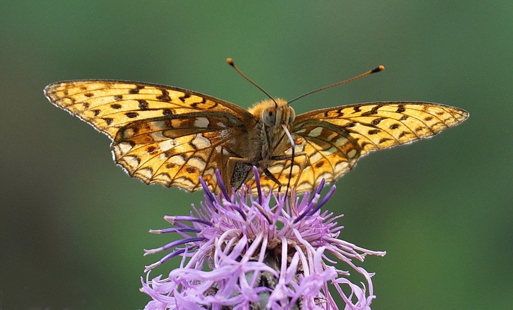 Photograph by Кан Галина