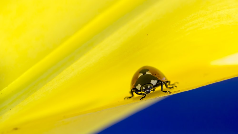 Photograph by Selma Kotancı