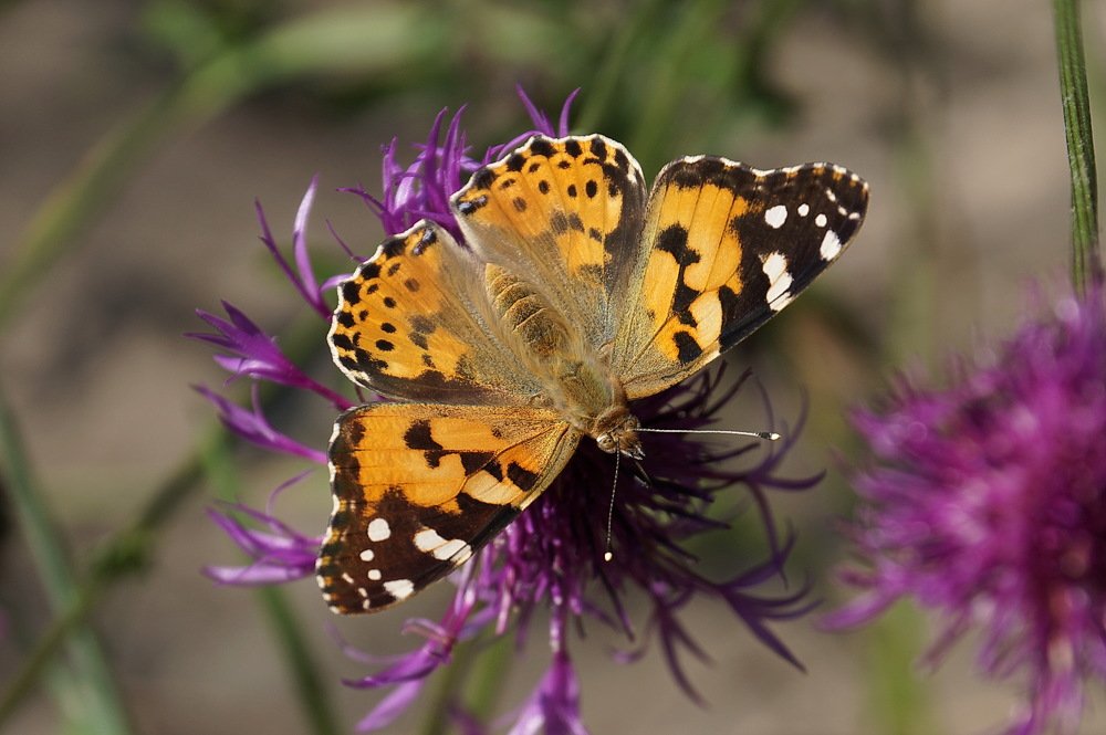 Photograph by Кан Галина