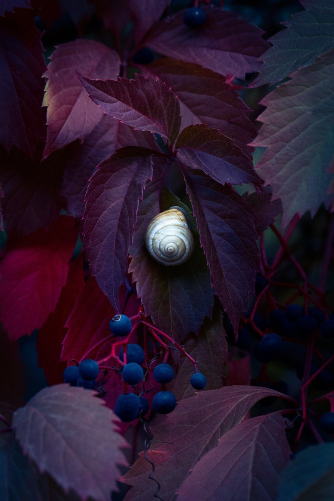 Photograph by Алла Вовк