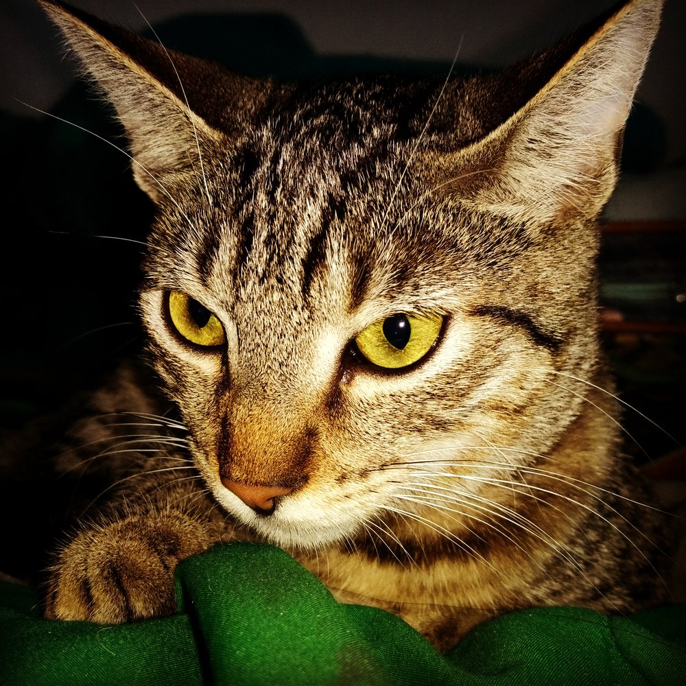 Фотография автора andrea stefania gutierrez velez