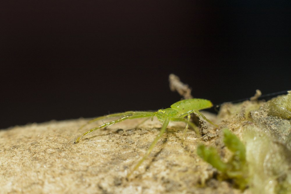 Photograph by Subhajit Basak