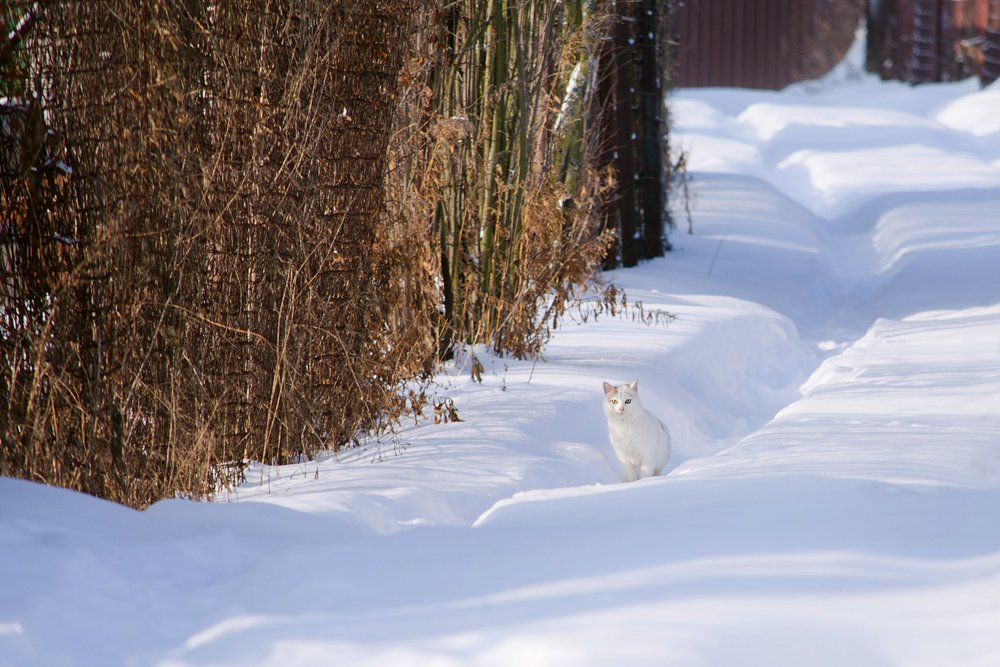 Встреча на заснеженной тропинке