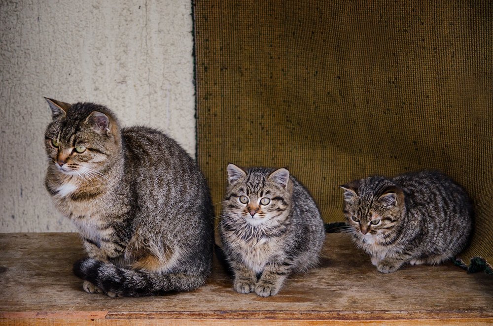 Трое из ларца - одинаковы с лица