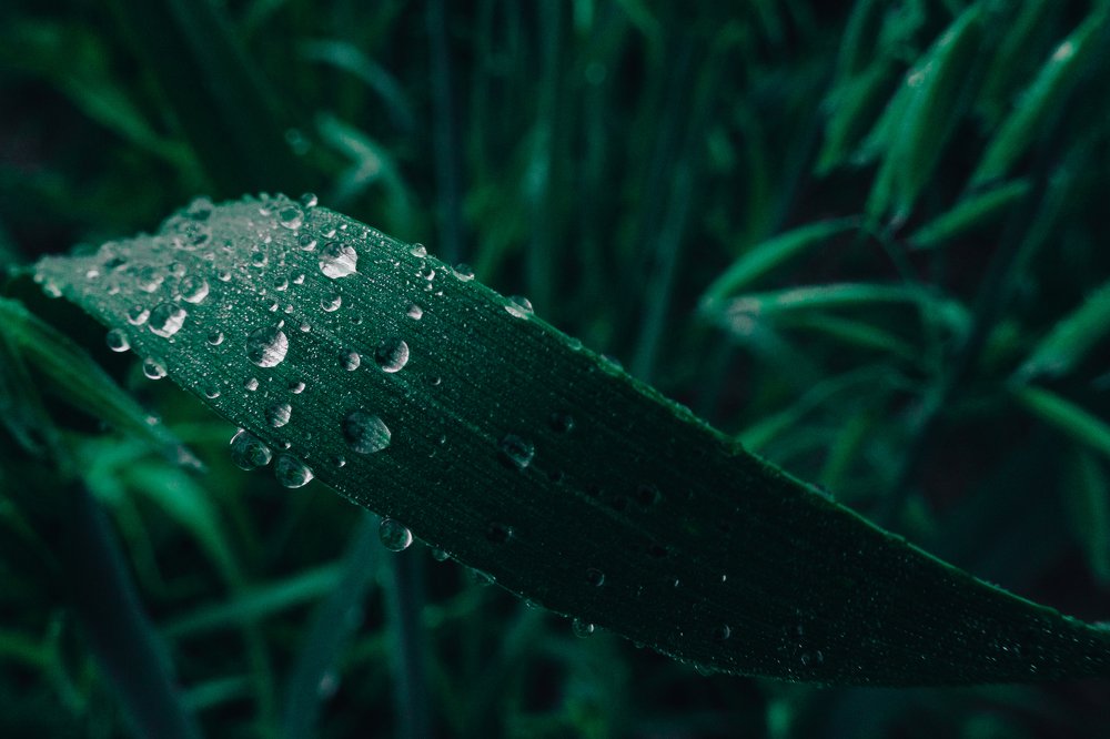 Перед рассветом)