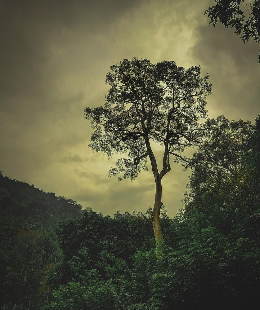 Photograph by Yasangee Algawatta