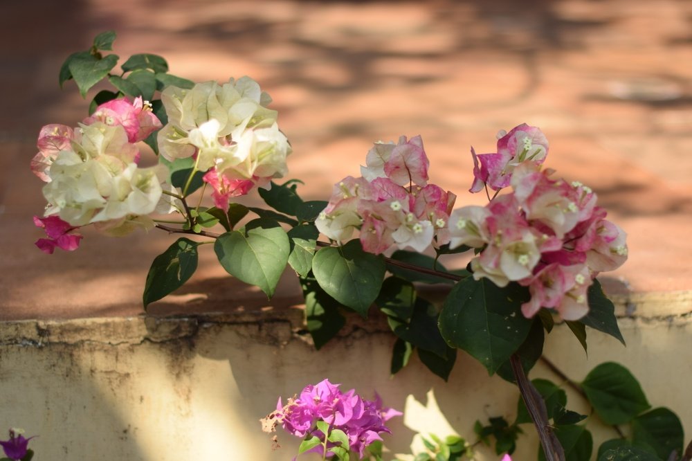 Photograph by Elena Chandran