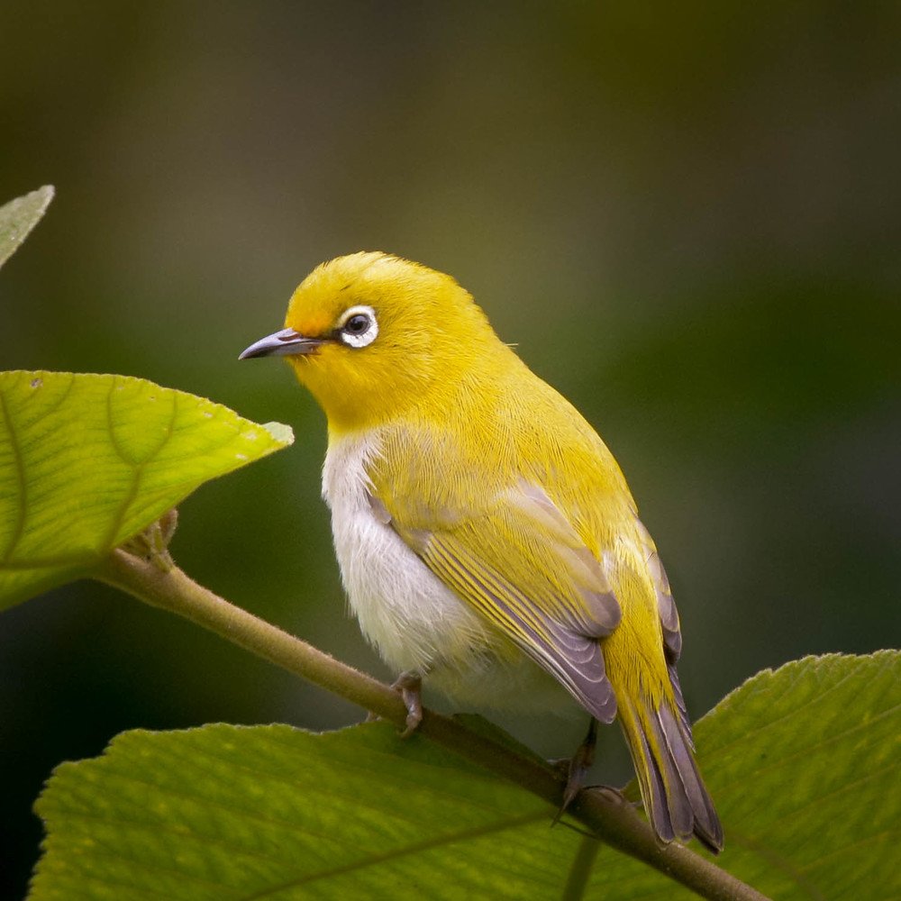 Cuteness Overloaded.