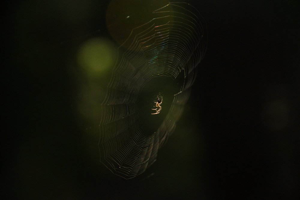 Photograph by 