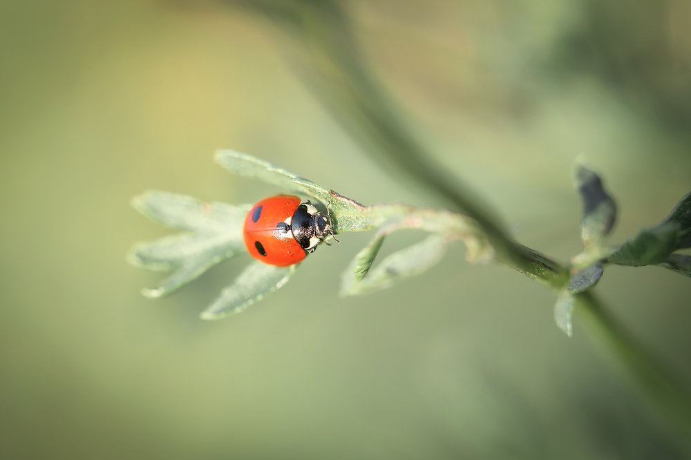 Photograph by Анастасия Петрова
