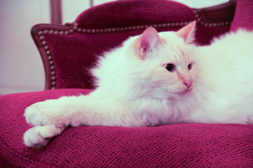 Фотография автора Juan Toledo