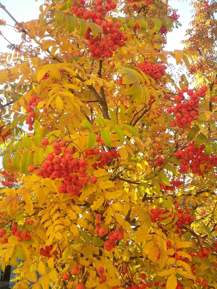 Photograph by Светлана Хоботова