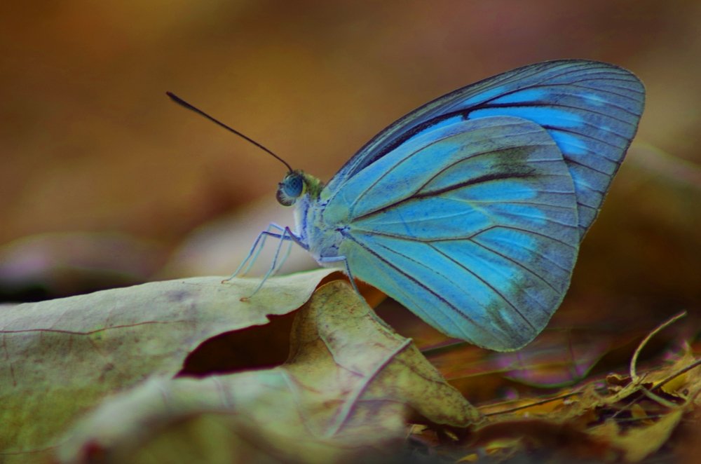 Фотография автора Darshan M. Trivedi