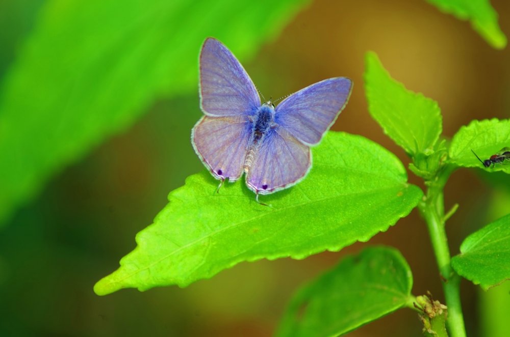 Фотография автора Darshan M. Trivedi