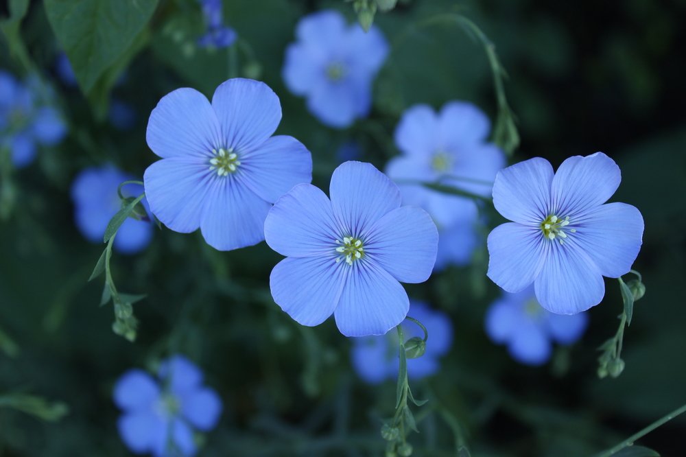 Photograph by Елена Горбунова