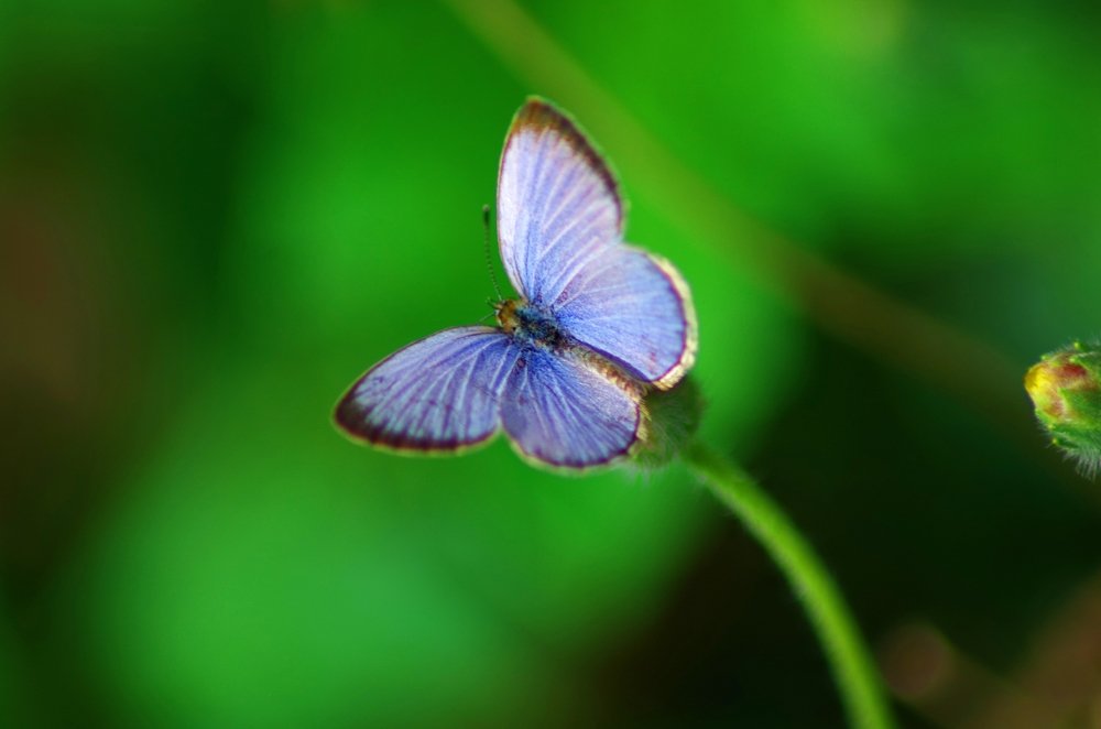 Фотография автора Darshan M. Trivedi