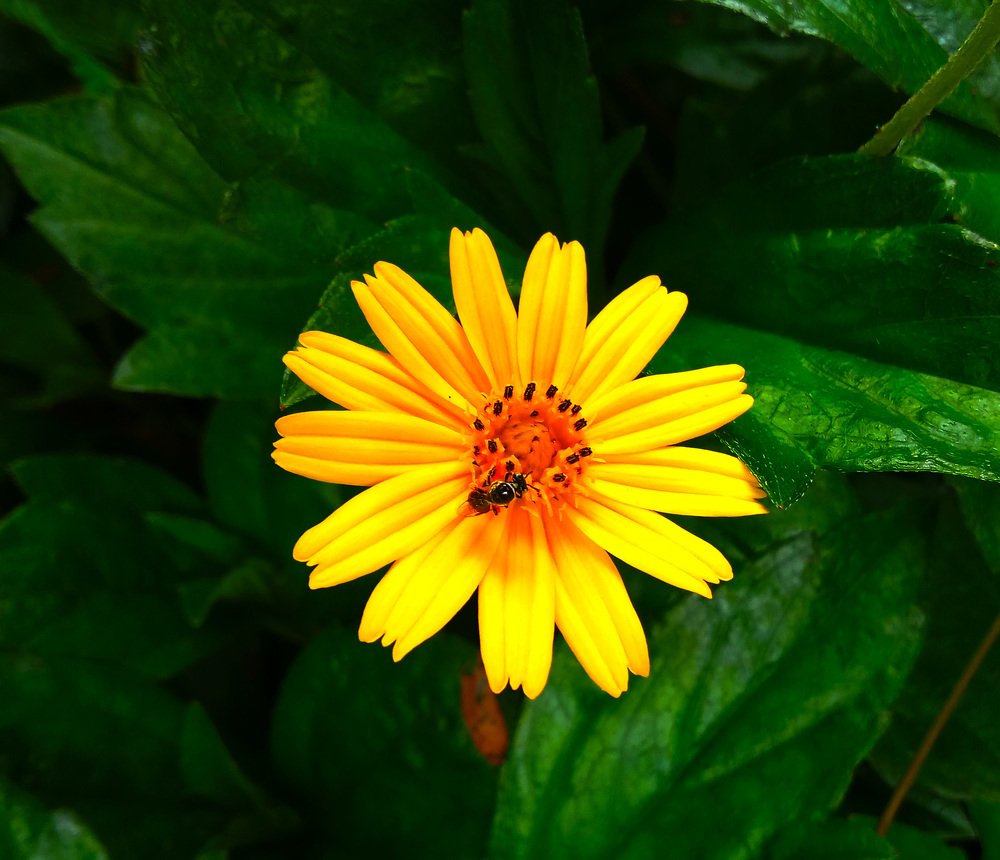 Photograph by Satish Nerlekar