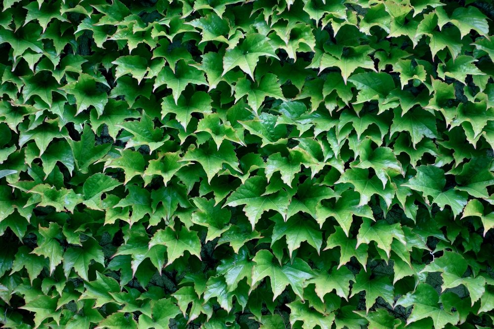 Старая стена