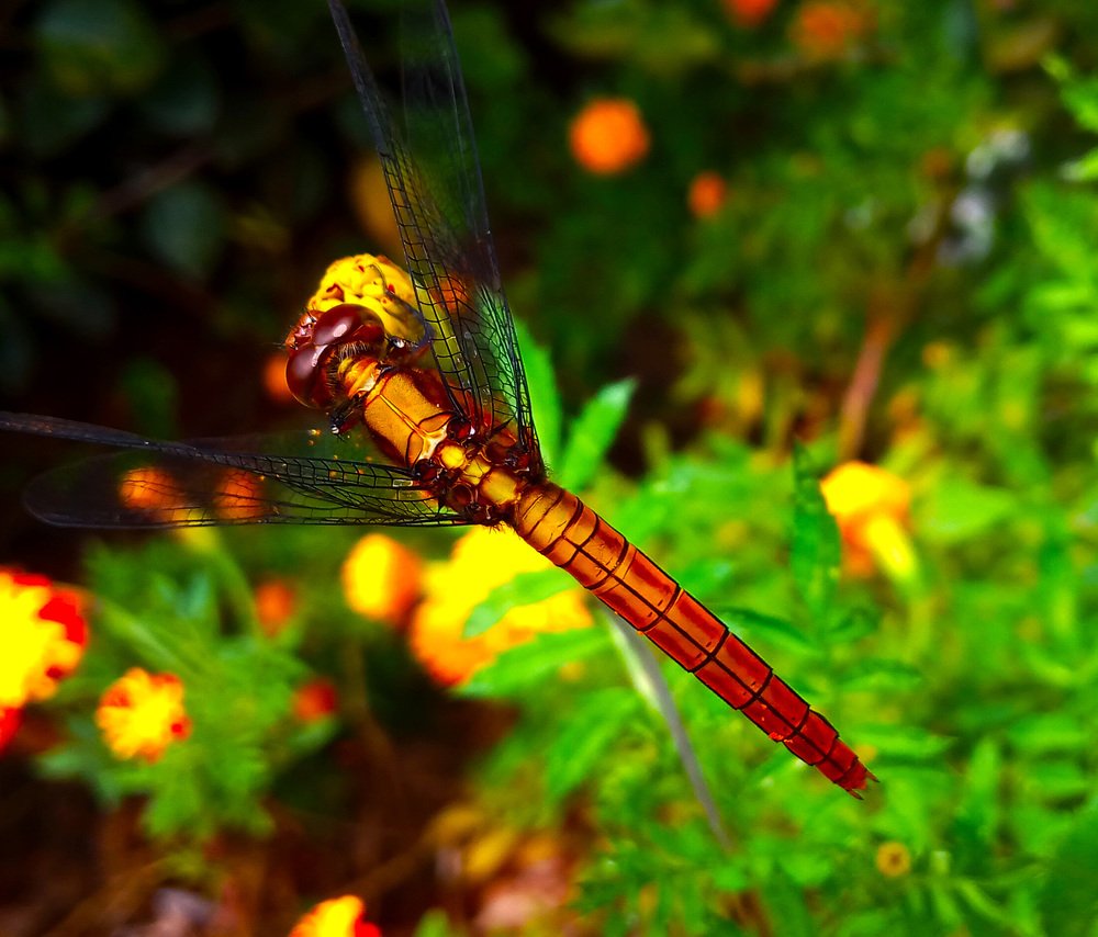 Photograph by Satish Nerlekar
