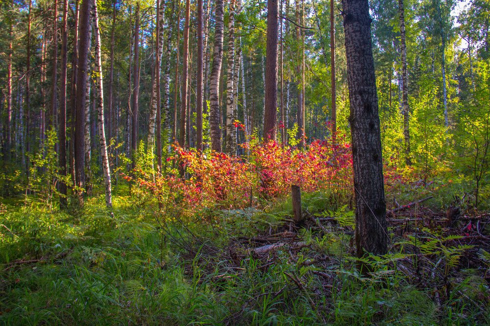 Photograph by Вадим Басов
