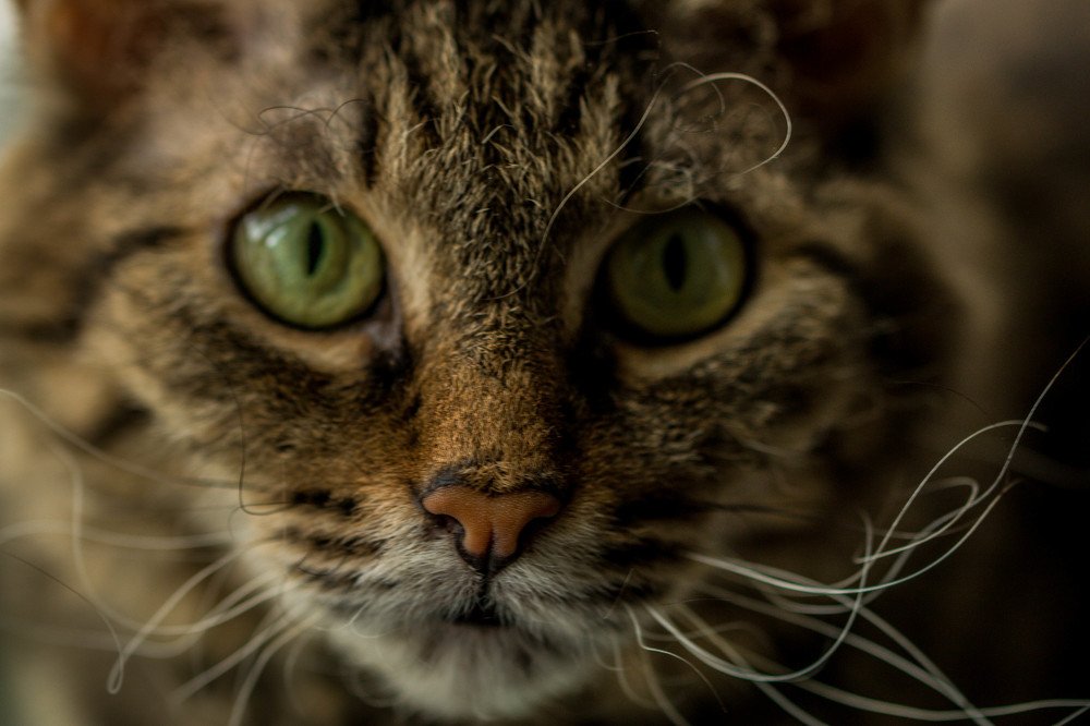 Фотография автора Маргарита Басова