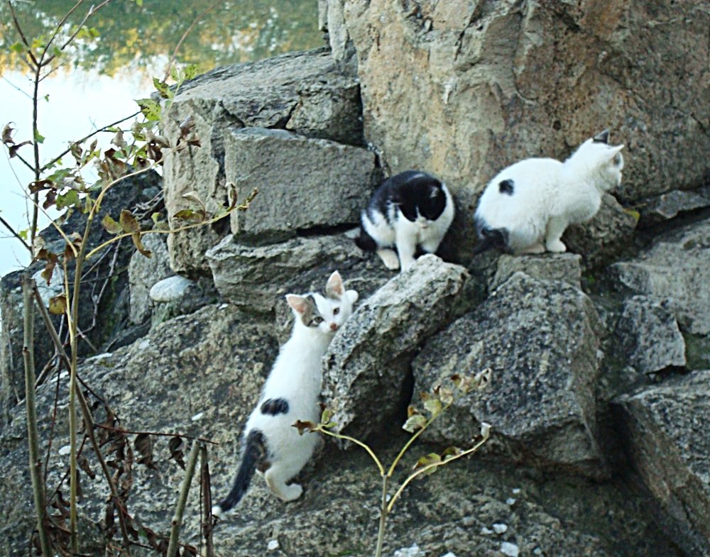 Photo #3586952