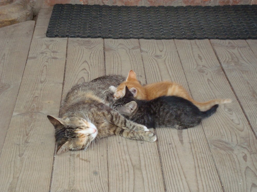 Photo #3586955