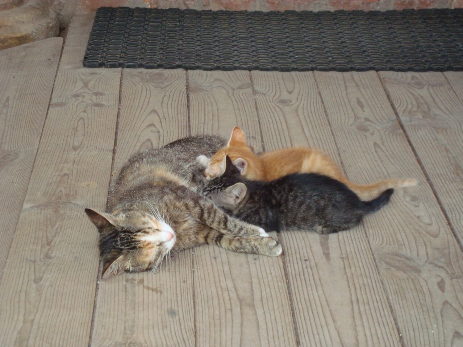 Photo #3586955