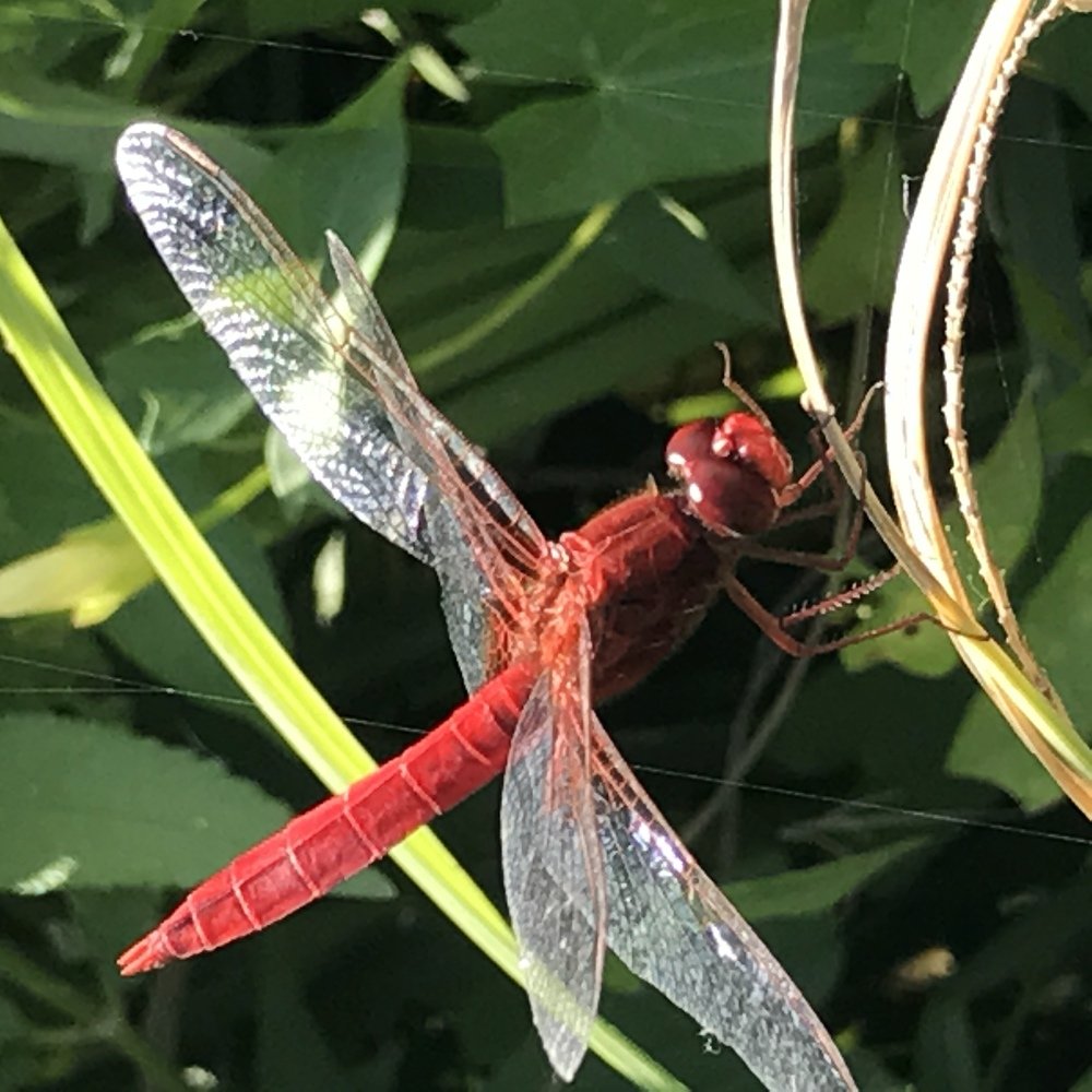 Photograph by Anca Hultoana