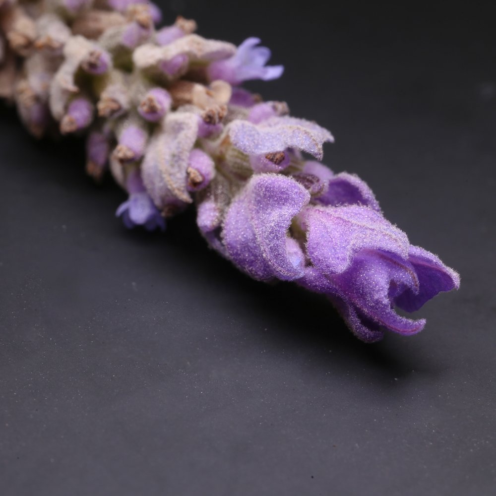 Photograph by Jack Rabah